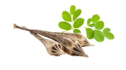 Moringa Oleifera Dried Pods and Leaf