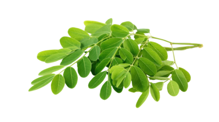 Moringa Oleifera Leaves Isolated