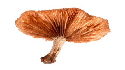 Mushroom on White Background