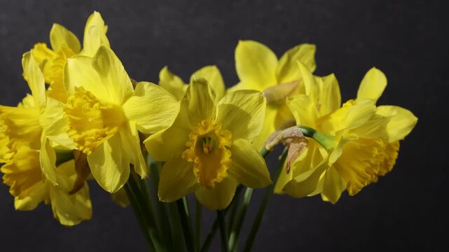 Yellow daffodils bouquet wilting and dying