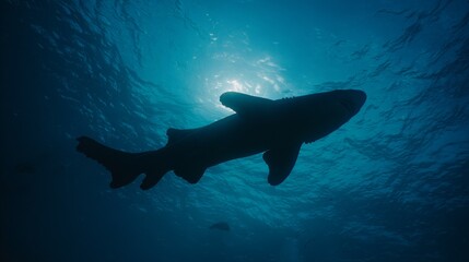 Obraz premium A nurse shark swims in the deep blue ocean of the Maldives, its dark silhouette contrasting bright sunlight filtering through the water above, depicting marine wildlife and ocean habitat