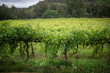 Lush Green Vineyard Rows Under Cloudy Sky