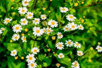 Flowers of feverfew. Close-up of the flowering plant. Tanacetum parthenium.
