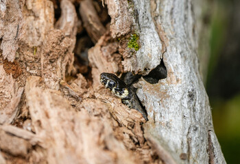 Portrait of a snake in its natural habitat. Close-up of a snake.
