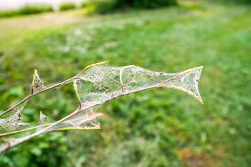 Close-up of the web of moth larvae on a plant.
