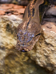 Portrait of a reticulated python. Reptile in close-up. Malayopython reticulatus.
