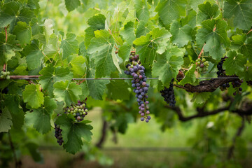 Ripening Grapes Vineyard Lush Green Leaves