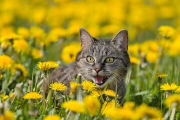 A tabby cat lies in a meadow full of blooming dandelions