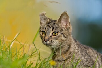 Portrait of a young tabby cat. A beautiful domestic cat in the garden. 