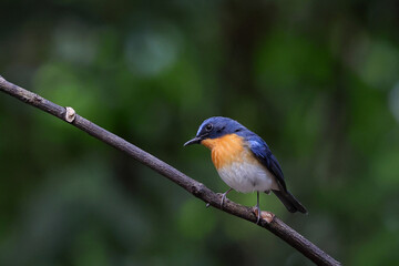 Beautiful Indochinese Blue Flycatcher bird perched on a branch in tropical forest.