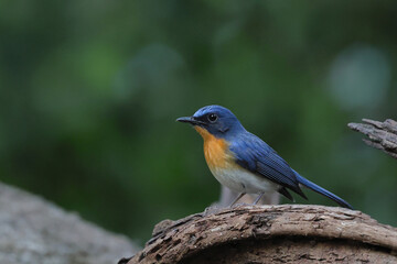 Beautiful Indochinese Blue Flycatcher bird perched on a branch in tropical forest.