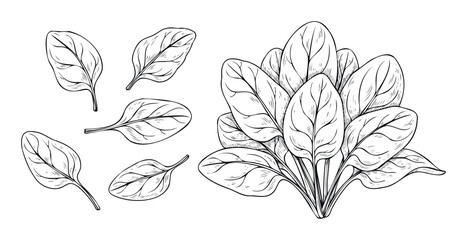 Fresh spinach leaves and a full plant depicted in a healthy food line drawing for cooking blogs recipes cookbooks and grocery store packaging