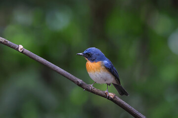 Beautiful Indochinese Blue Flycatcher bird perched on a branch in tropical forest.