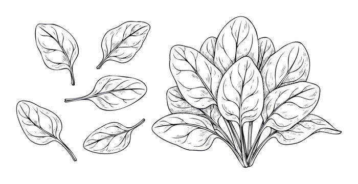 Fresh spinach leaves and a full plant depicted in a healthy food line drawing for cooking blogs recipes cookbooks and grocery store packaging - Powered by Adobe