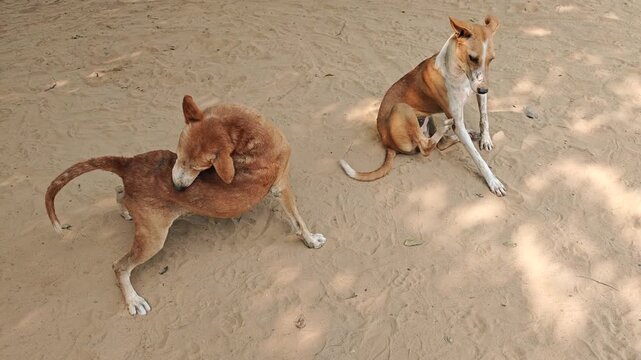 Two stray dogs with fleas are scratching themselves.