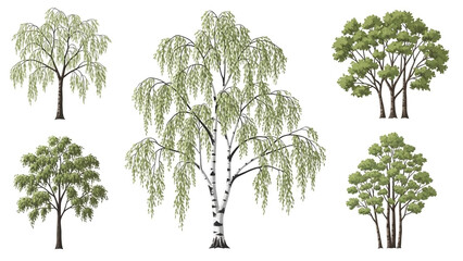 Collection of weeping willow trees in various foliage stages and lush green colors on white background for landscape design