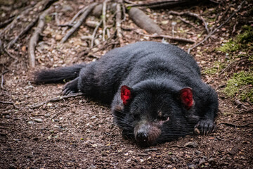 Australia, Tasmanian Devil is a carnivorous marsupials only found on the island state of Tasmania. It is strictly protected because the population of devils was close to extinction.