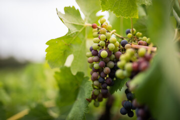Vibrant Grapes Maturing Vineyard Harvest Season
