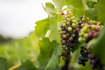Ripening Grapes Vineyard Harvest Season Viticulture