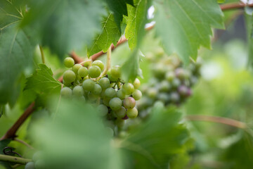 Unripe green grapes growing vineyard vine