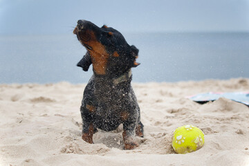Radosny pies bawiący się piłką na piaszczystej plaży.
A happy dog playing with a ball on a sandy beach.