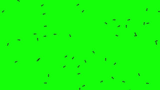 Ants moving on a green screen