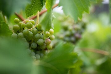 Green Grapes Growing Vineyard Lush Foliage