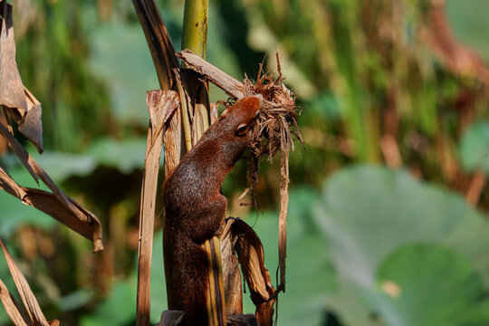Callosciurus finlaysonii squirrel balances on a dry broken stem, gripping the dry stalk with its paws, preparing to jump.
