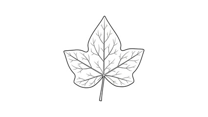 Maple Leaf Illustration in Simple Line Art with White Background for Nature Icon