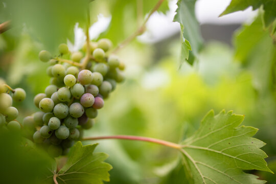 Young Green Grapes Ripening Lush Vineyard Growth - Powered by Adobe