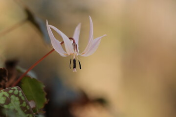 fiore di dente di cane in primavera nel bosco