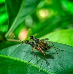 Insects mating on green leaf