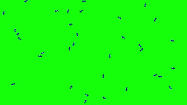 Blue ants moving on a green screen