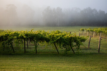 Vineyard rows shrouded morning mist, tranquil scene