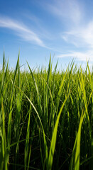 Obraz premium Close-up view of vibrant green grass blades against a bright blue sky with wispy clouds, conveying freshness, growth, and natural beauty, ideal for nature or environmental themes