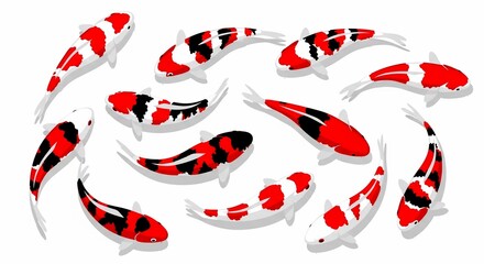 School of colorful koi fish swimming.