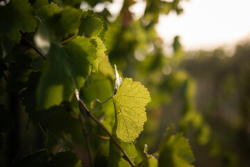 Vibrant Grape Leaves Bathed Warm Vineyard Sunlight