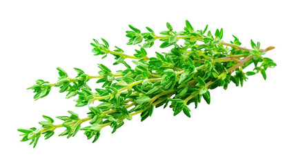 Obraz premium Fresh green leaves on black background vibrant foliage contrasts sharply against dark backdrop