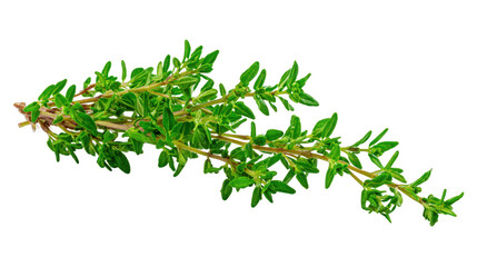 Obraz premium Green plant branch captured closely detailed view of verdant foliage on natural branch