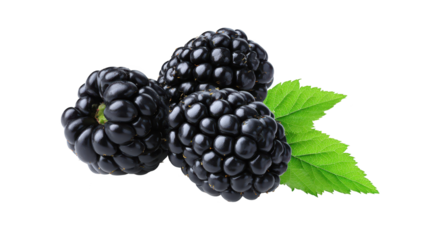 Black grapes with leaves against a dark backdrop lush dark grapes and foliage stand out on black