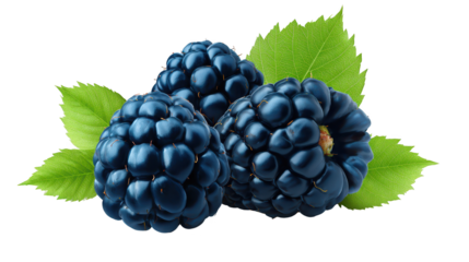 Black grapes and green leaves displayed on vine sweet grapes hang ripe surrounded by lush foliage