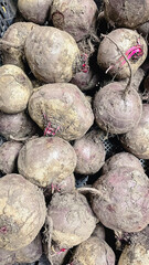 Fresh unwashed organic beetroots with soil. Raw red beets harvest background in a rustic style