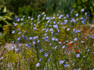Perennial flax ( Latin- Linum perenne ) is a species of perennial herbaceous plants of the genus Flax of the family Flaxaceae