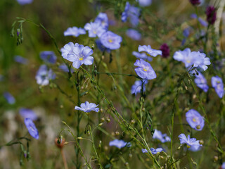 Perennial flax ( Latin- Linum perenne ) is a species of perennial herbaceous plants of the genus Flax of the family Flaxaceae