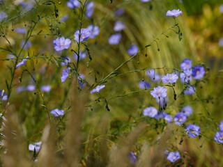 Perennial flax ( Latin- Linum perenne ) is a species of perennial herbaceous plants of the genus Flax of the family Flaxaceae