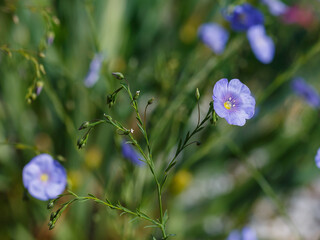 Perennial flax ( Latin- Linum perenne ) is a species of perennial herbaceous plants of the genus Flax of the family Flaxaceae