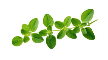 Sprium spicaum shows unique botanical spike formation sprium spicaum exhibits striking natural beauty and detailed form