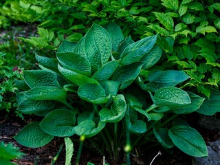 Green bush Hosta. Hosta leaves. Beautiful Hosta leaves background. Hosta - an ornamental plant for landscaping park and garden design