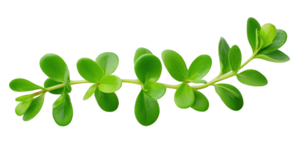 Green leaves branch contrasts starkly with black background simple green foliage branch is isolated against dark backdrop