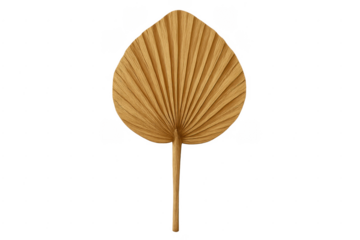 Dried natural palm leaf fan on transparent background